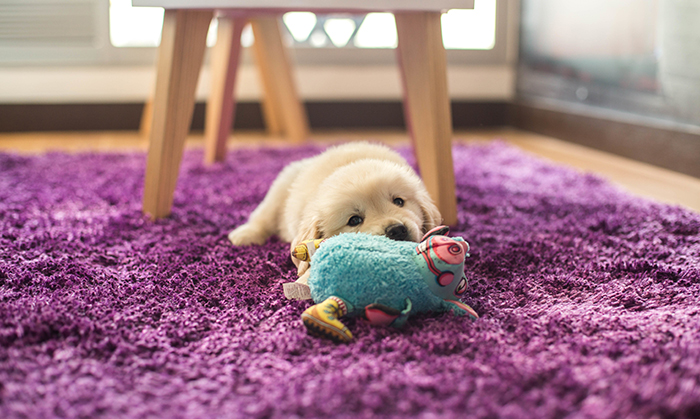 Image of small golden retriever pup lying on a purple carpet with a blue toy.