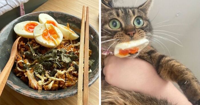 This X Account Shares “Reasons” Why You Should Have A Cat, And Here Are 80 Of The Top Ones (New Pics)