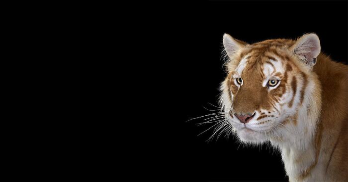 74 Intense Studio Portraits Showcasing Wild Animals By This Photographer