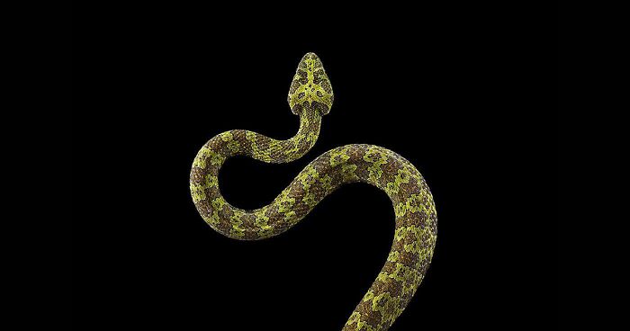 74 Of The Best Up-Close Studio Portraits Of Wild Animals By Brad Wilson