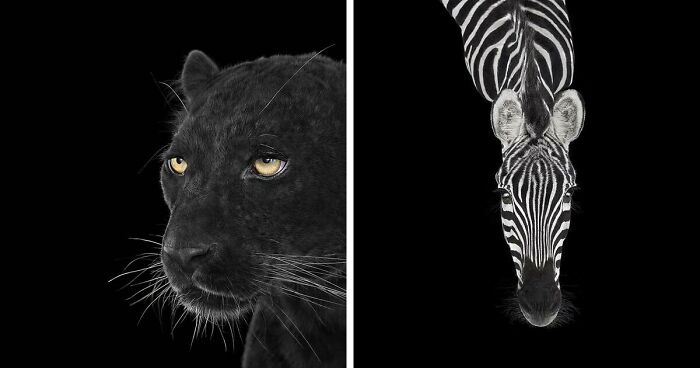 30 Captivating Studio Portraits Of Wild Animals Captured By Brad Wilson