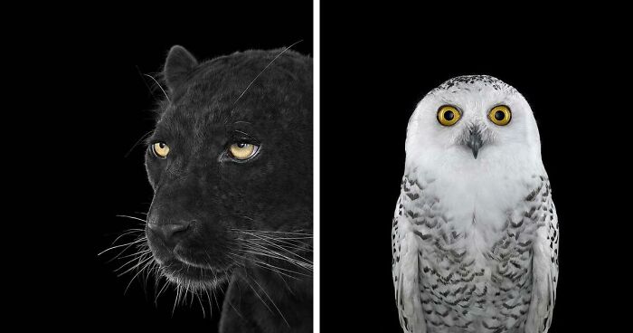 This Photographer Takes Stunning And Up-Close Studio Portraits Of Wild Animals (74 Pics)