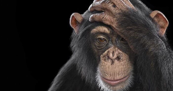 74 Captivating Studio Portraits Of Wild Animals Captured By Brad Wilson