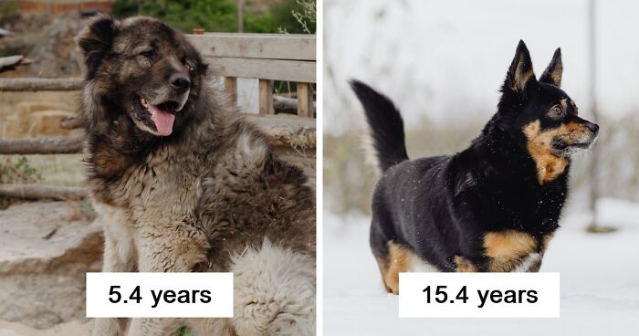 New Study Of 150 Dog Breeds Finds Size, Gender, And Nose Shape All Correlate With Dog Lifespan