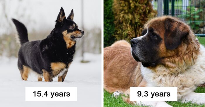 Size, Gender, And Nose Shape All Correlate With Dog Lifespan, New Study Shows