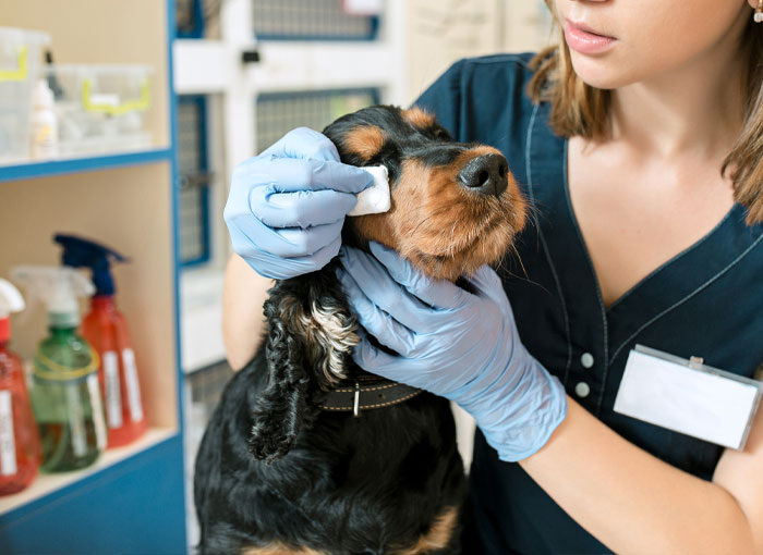 Dog and veterinarian doctor at vet clinic.