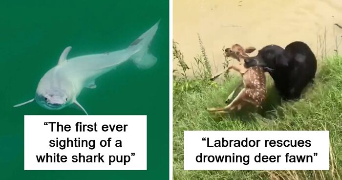 7 Wholesome Animal Stories That Made Headlines In January