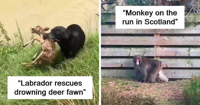 7 Wholesome Animal-Related Stories To Start 2024 On A Positive Note