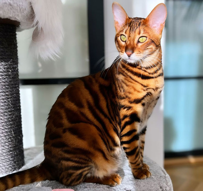 toyger sitting on the cat tree