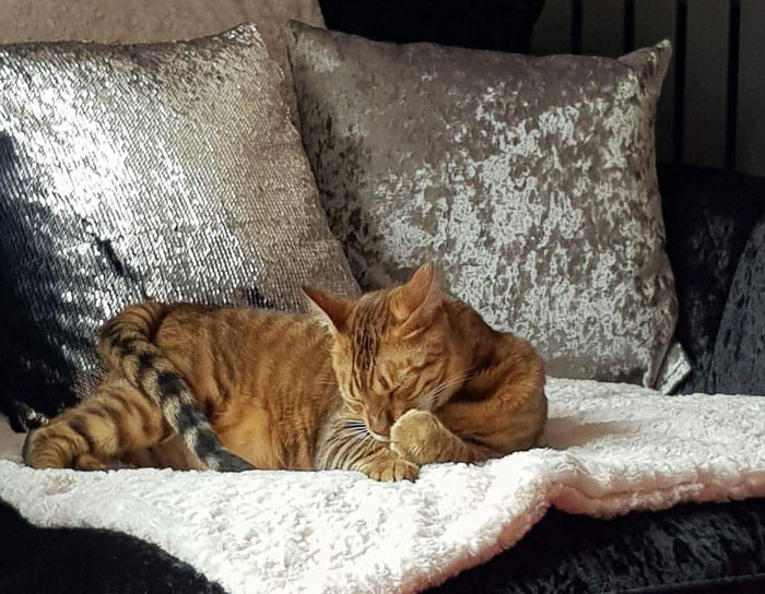 toyger cat licking the paw on the sofa