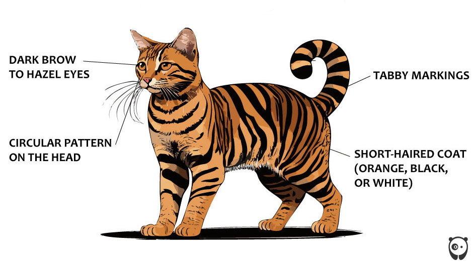 illustration of visual traits of toyger cat breed