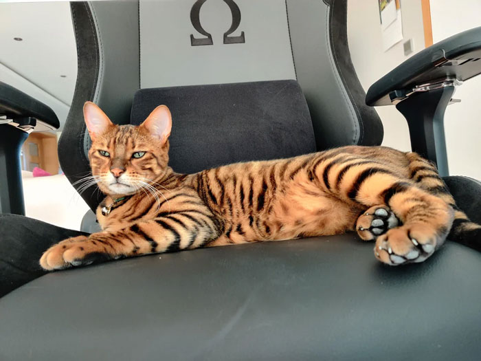 toyger cat lying on the chair