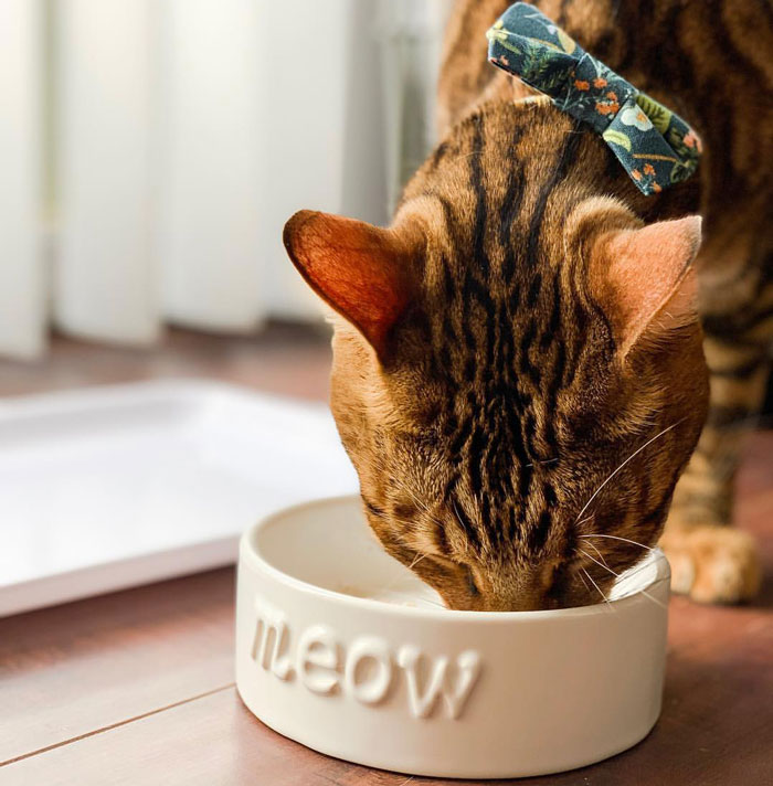 toyger eating from the bowl