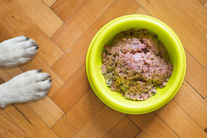 dog's paws and a yellow bowl with a wet food