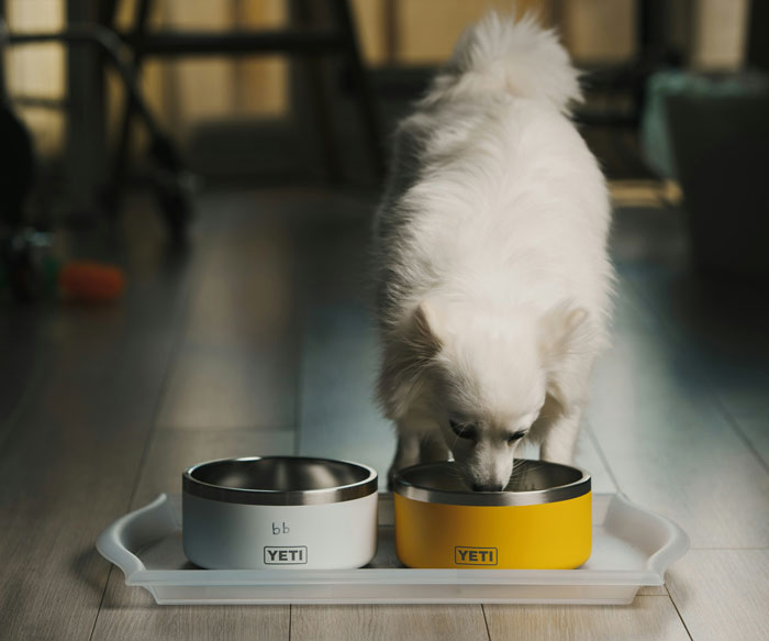 dog eating from a yellow bowl