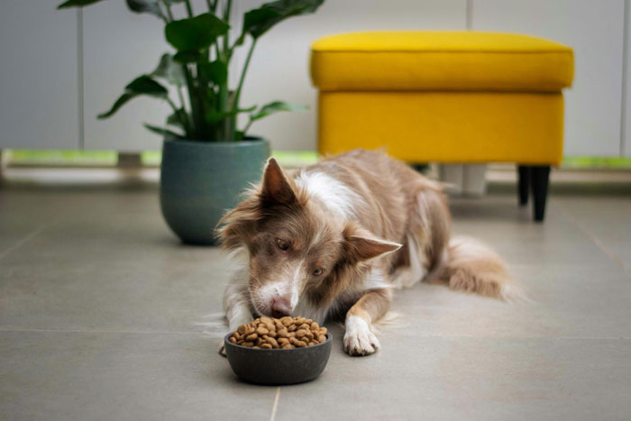 dog near the bowl with food