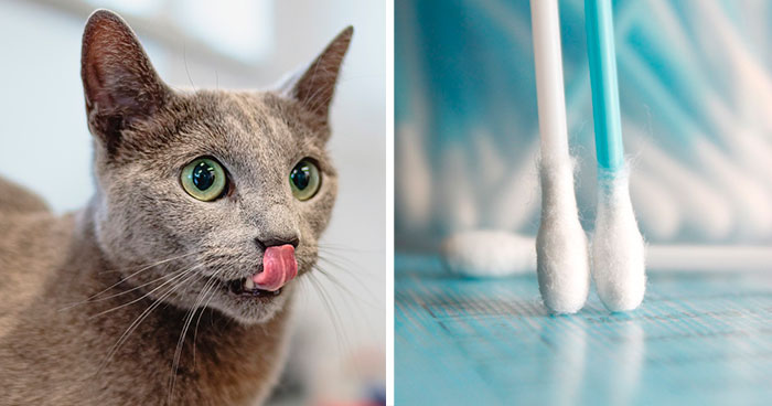 Why Do Cats Like Earwax: Exploring the Reasons