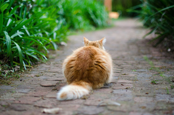 red cat sitting on the pathway