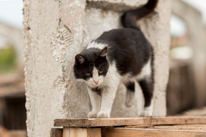 black and white cat near the wall