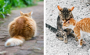 Why Do Cats Stick Their Butts in Your Face? Vet Insights