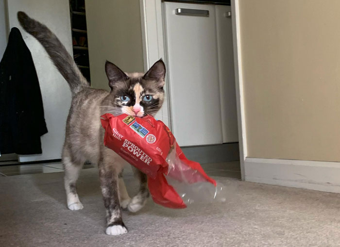 cat with bread in its teeth