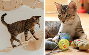 Why Does My Cat Bring Me Toys? 6 Reasons Behind Your Cat’s Offerings