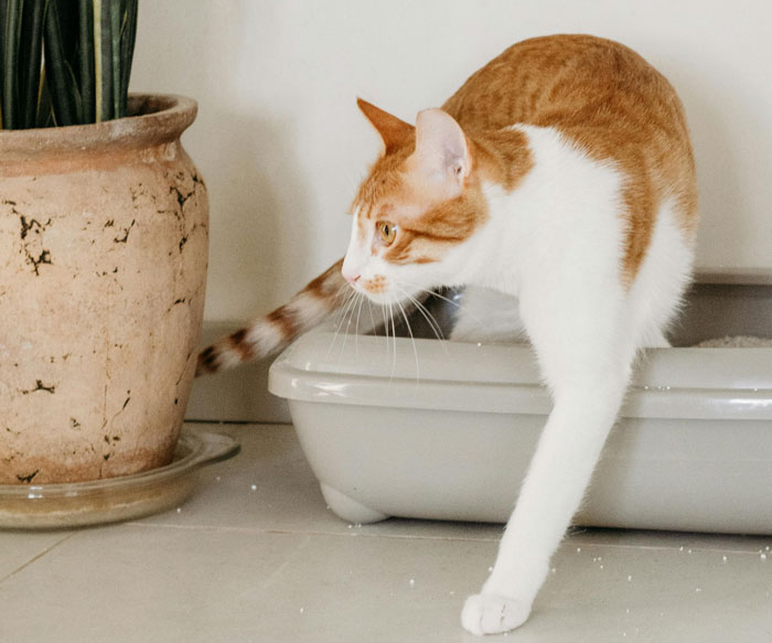 cat walking out of the litter box