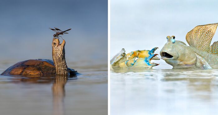 The Wildlife Photographer Of The Year People’s Choice Award: 25 Shortlisted Images That People Could Choose From