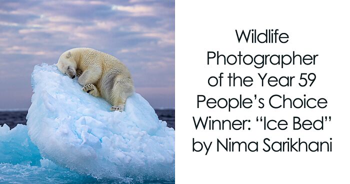 The Wildlife Photographer Of The Year People’s Choice Award: 25 Shortlisted Images That People Could Choose From