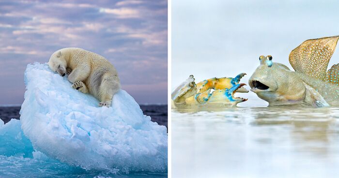 The Wildlife Photographer Of The Year People’s Choice Award: 25 Shortlisted Images That People Could Choose From