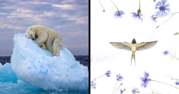 25 Spectacular Shortlisted Wildlife Photos That People Could Vote For As A Winner