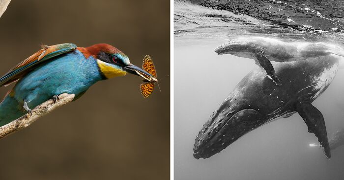 30 Captivating Wildlife Pictures From FAPA 2023 Winner And Nominee List