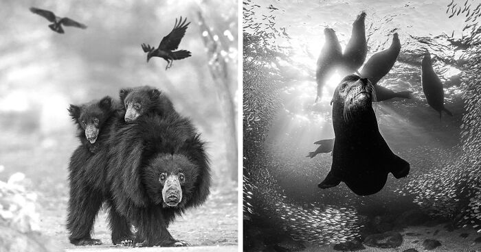 Monochrome Photography Awards 2023: 40 Images Captured By Talented Photographers From Around The World