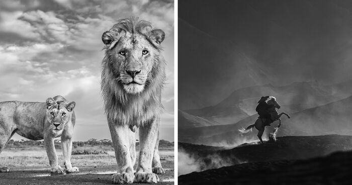 Monochrome Photography Awards 2023: 40 Images Captured By Talented Photographers From Around The World