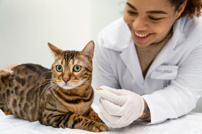 Best Cat Dewormers In 2024, Vet-Approved