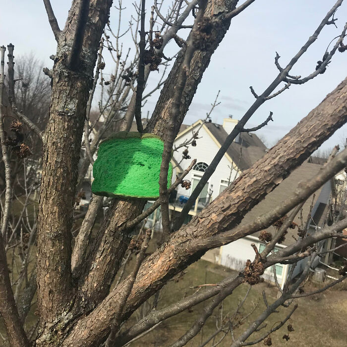 Happy St. Patrick’s, Some Green Sourdough Up In A Green Ash