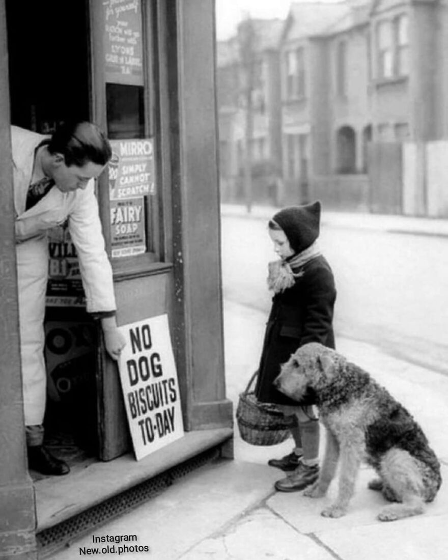 “ No Dog Biscuits Today ”, London , 1939
facebook " Group "
vintage / History Of Everything & Nature
.
.
.
#dog #1939 #doglover #dogs #london🇬🇧 #nottoday #dogslover #kids #child