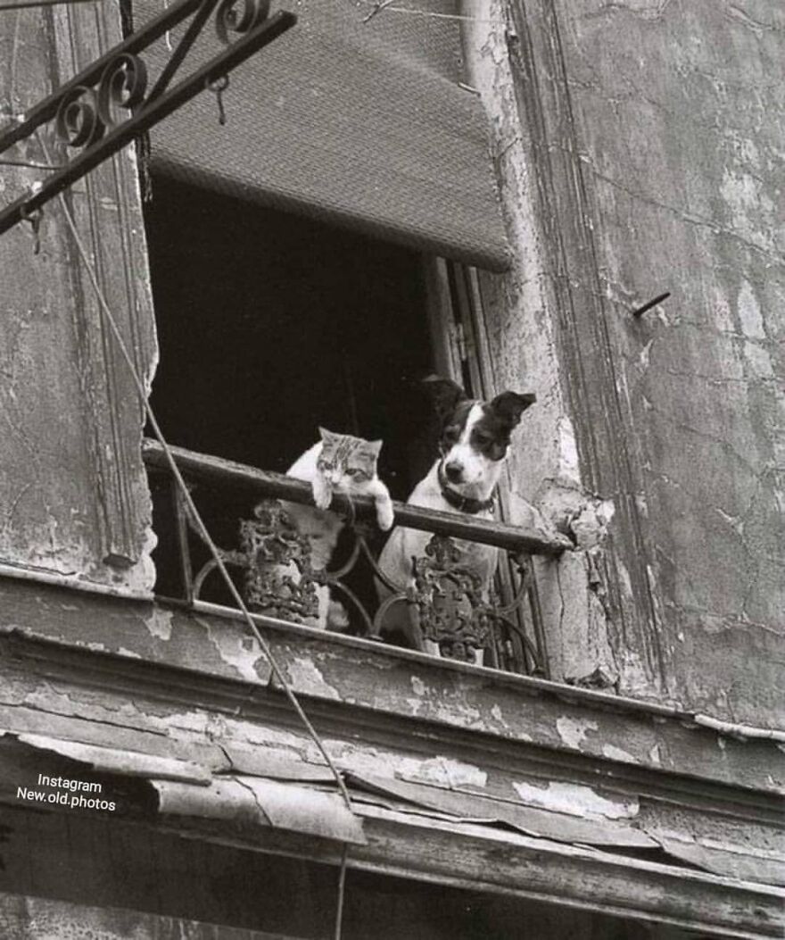 " Dog And Cat In Paris ", C.1950 . Photo By 📷 Annick Gérardin
facebook " Group "
vintage / History Of Everything & Weird Facts
................................... ................................
.
.
.
.
#dogandcat #dogcat #dogscats #1950s
#dogsandcats #catdog #catanddog #parís #parisian #catlovers #dogslover #1950 #paris #oldparis #parisfrance🇫🇷 #annick #annickgerardin #vintageparis #50s
...................................
.
.
.