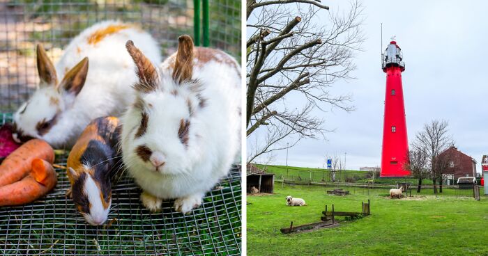 Animals Harmed By 9-Year-Old In Dutch Petting Zoo