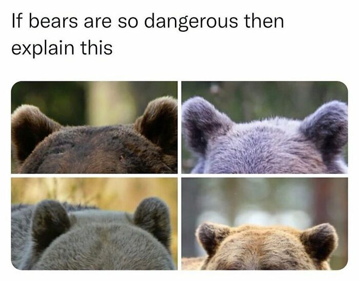 Funny-Relatable-Animal-Memes