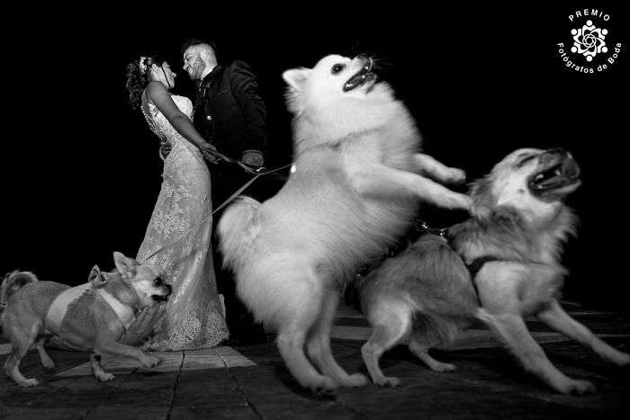 Bride and groom with playful dogs, an incredible wedding photo selected by Premios FdB 2024.