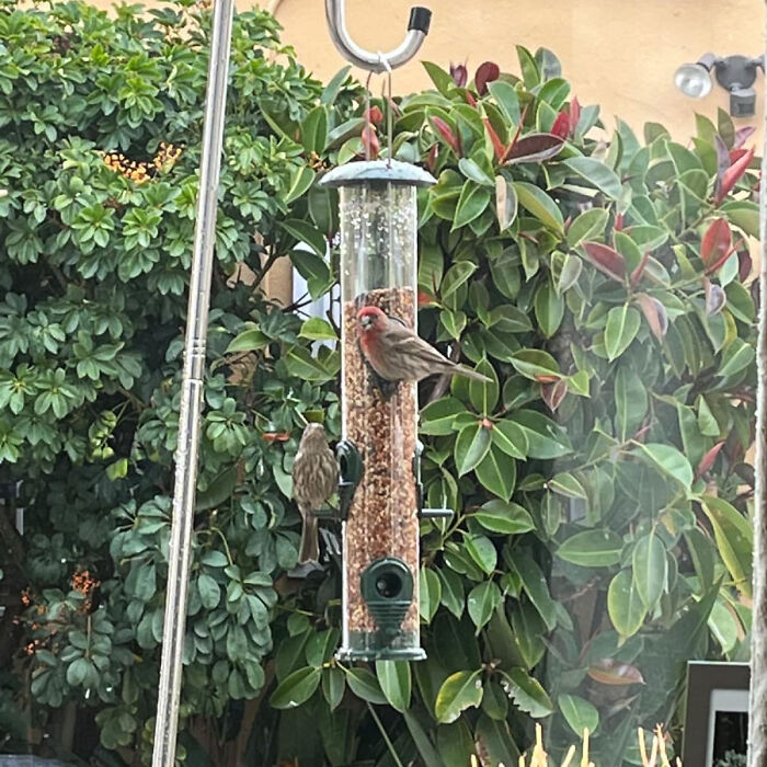 Welcome Feathered Friends: The Gray Bunny Metal Bird Feeder - A Durable Oasis For Your Garden Wildlife