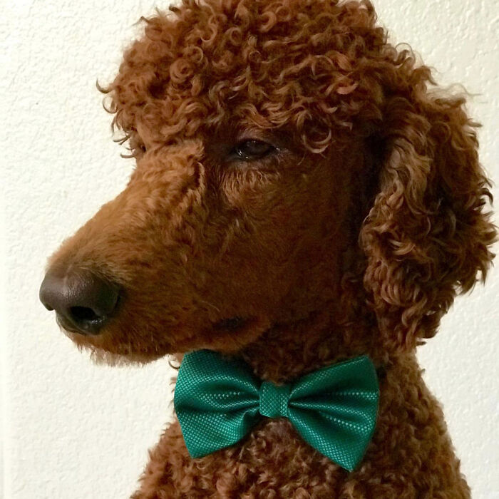 Solid Mini Bow Tie - The Perfect St. Patrick's Day Accessory For A Dapper Look!