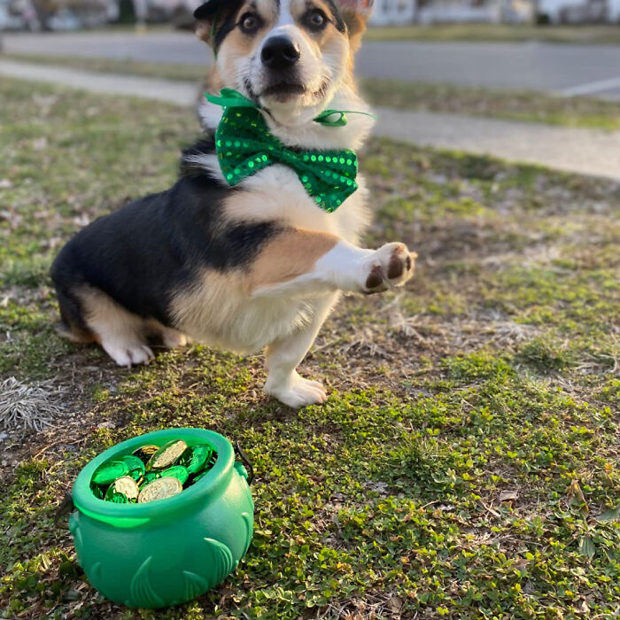 Find Your Pot Of Gold With Lucky Leprechaun Large Green Cauldron And Coins