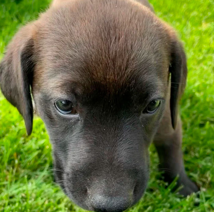 The Newest Member Of Our Family, Aki! We Recently Adopted Her From A Local Shelter, And She's Already Stolen Our Hearts. She's A Mixed Breed With The Sweetest Personality