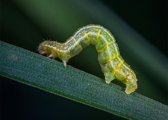 People Are Sharing Their Favorite Animal Facts That Never Cease To Amaze Them