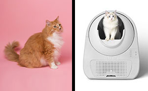 The Top 6 Automatic Litter Boxes In 2024, Vet-Approved