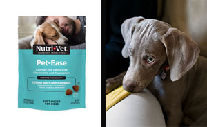 Best Calming Treats For Dogs In 2024, Approved By A Vet