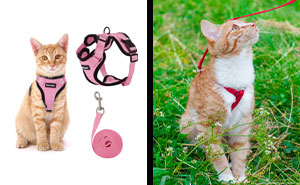 Best Cat Harnesses For Kitties Of All Sizes, Vet-Approved