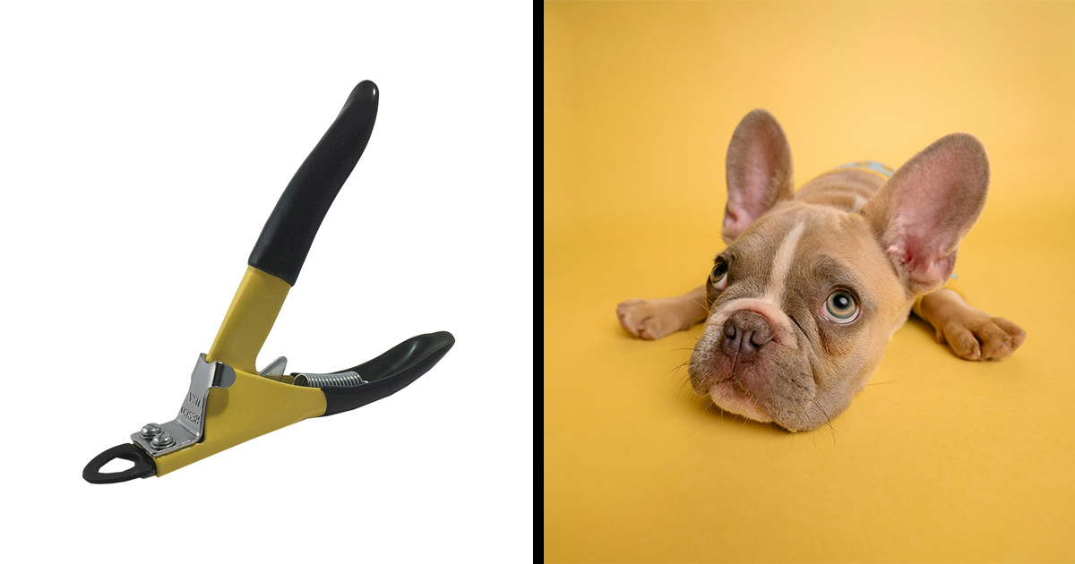 Professional Chili Pet Nail Clippers, Best Dog Nail Trimmers for Small  Animals, Sharp Cat Claw Clippers Great for Small Pets (Yellow): Buy Online  at Best Price in UAE - Amazon.ae